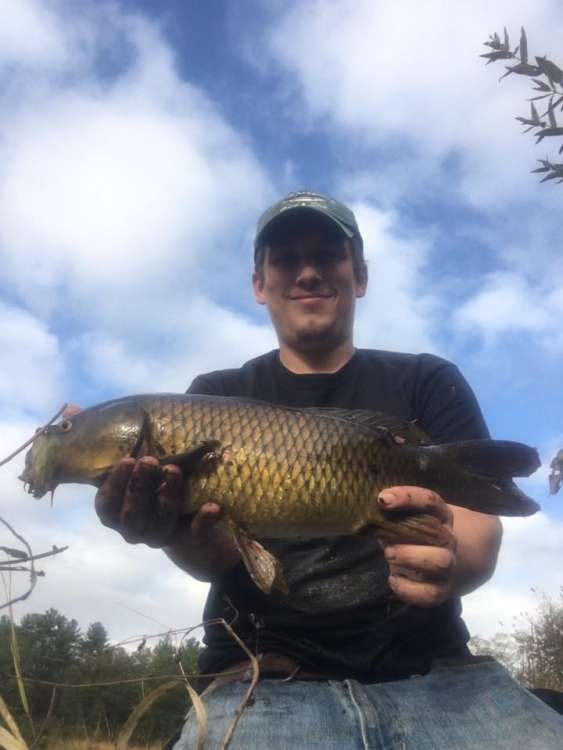 common carp.jpg