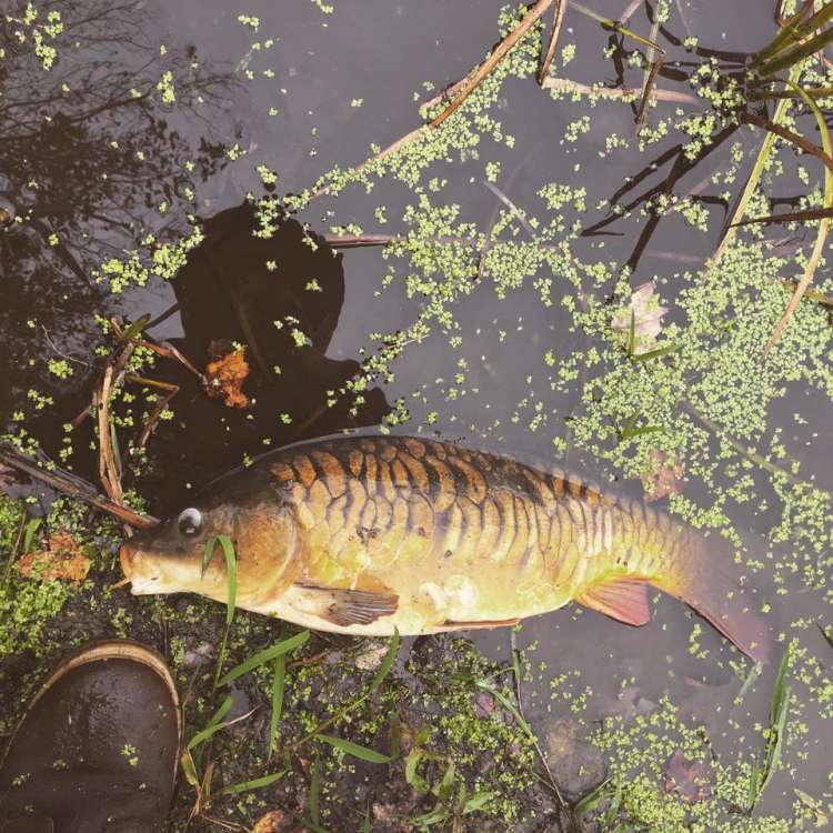 mirror carp1.jpg