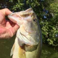 kevbassin