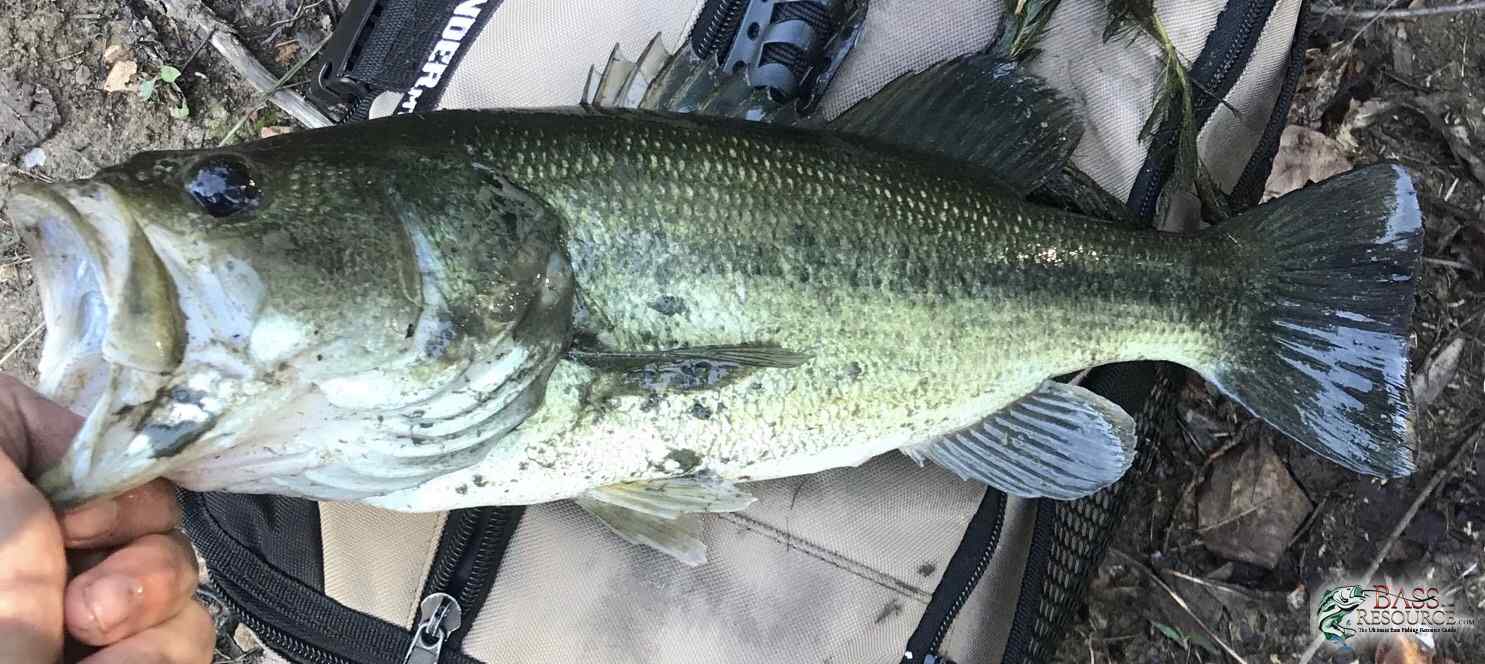 October 20th 2017, top water blowup but had no scale, ur thoughts?