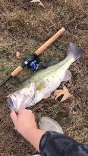 bass11.jpg.8a937d6716fa55863e706bf4bb673559.jpg