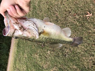 bass22.jpg.f65ed9ac24d032f3114649c037b0fef9.jpg