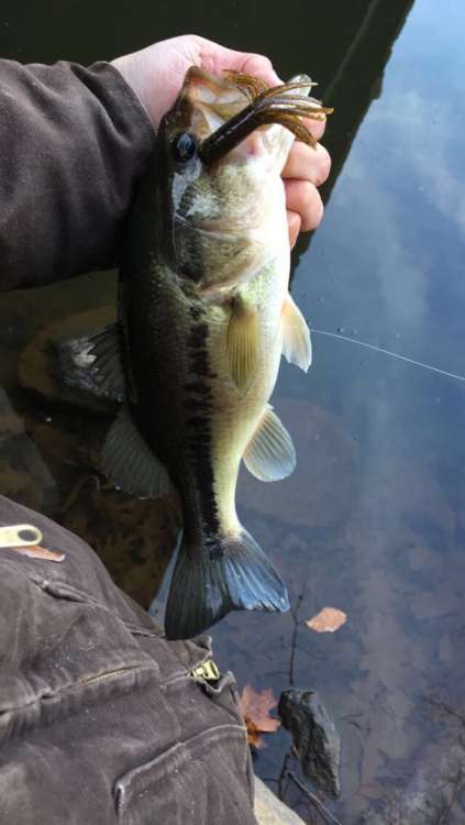 5a41cf129faf0_Image-1(3).thumb.jpg.7f5e484c2b1e7be2ecdc8ed99b58599f.jpg