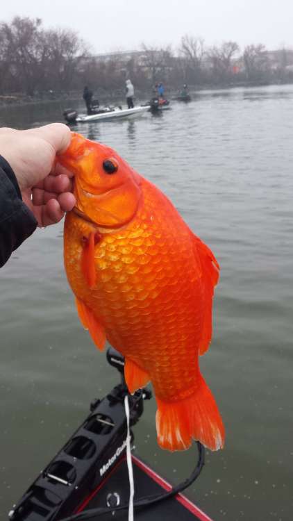 20140329_133149.thumb.jpg.72c8276bd839382f5e4c64a986233aec.jpg