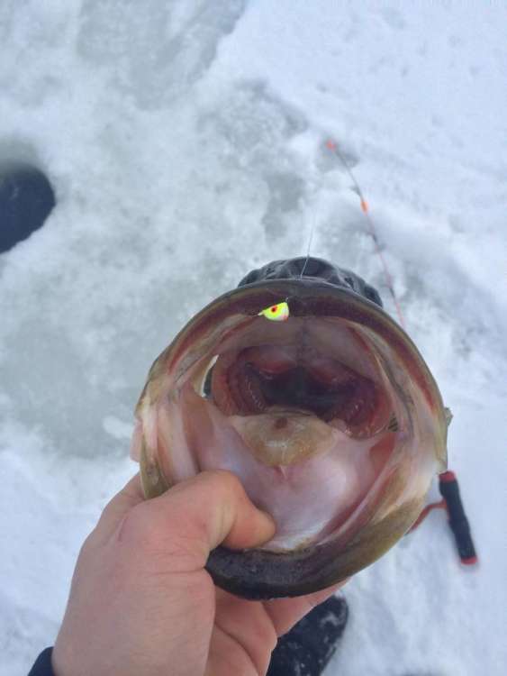 bucketmouth jig.jpg