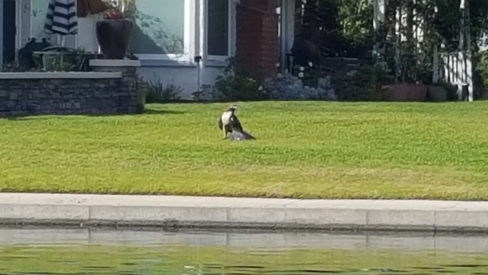 Eagle with Coot (2).jpg