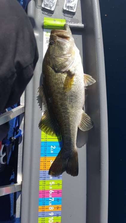 5 lb 2 oz bass 1-19-18 (576x1024).jpg