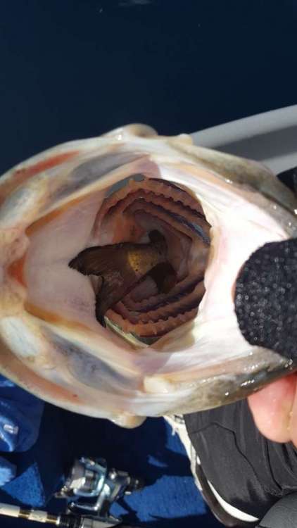 catfish in mouth 1-19-18 (576x1024).jpg