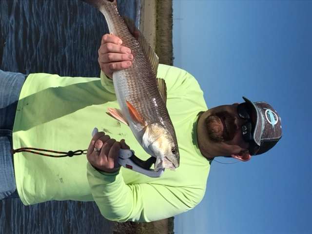 redfish.jpg.26694999b9a80c22fff6a0f381b04e13.jpg