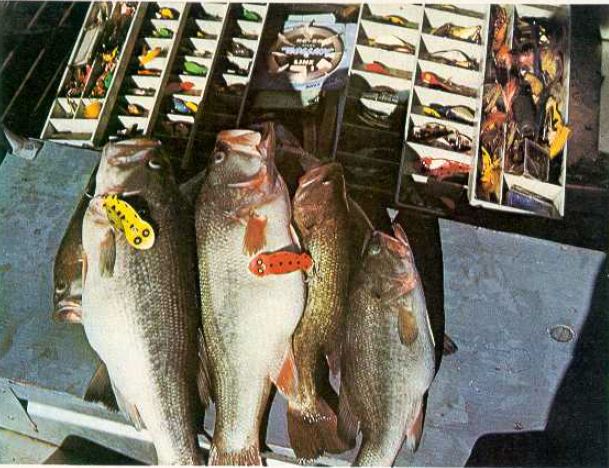 BP_Tacklebox.JPG.7520ea92f1000f2247e02883b6d517e0.JPG