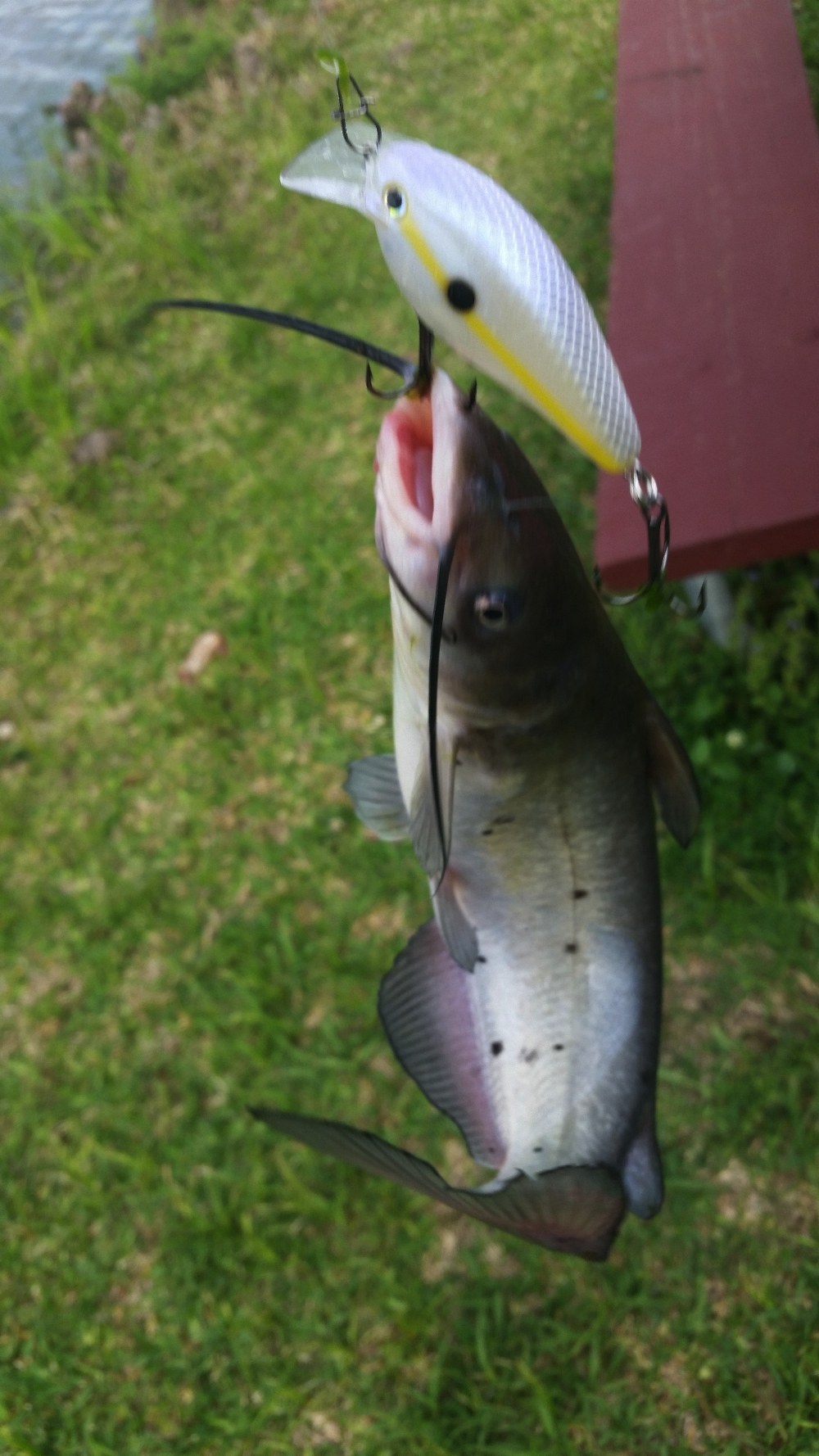 My first official crankbait catch! - Not what I expected! - Other