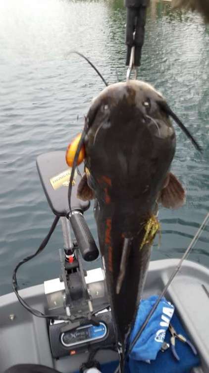 1117507902_14-2catfishwithlures3-20-16(450x800).thumb.jpg.1407a5877f6f8f3e56dce4ac38da9991.jpg