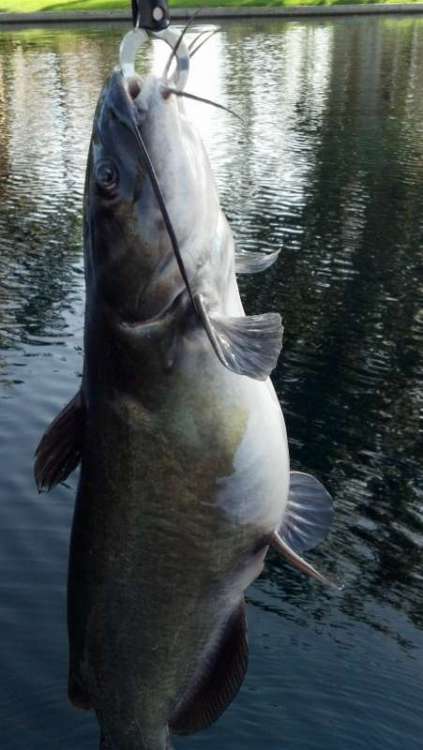 1332948351_12-9catfishlength7-25-15(451x800).thumb.jpg.65e73a787bc045d14bfafd05fe27b688.jpg