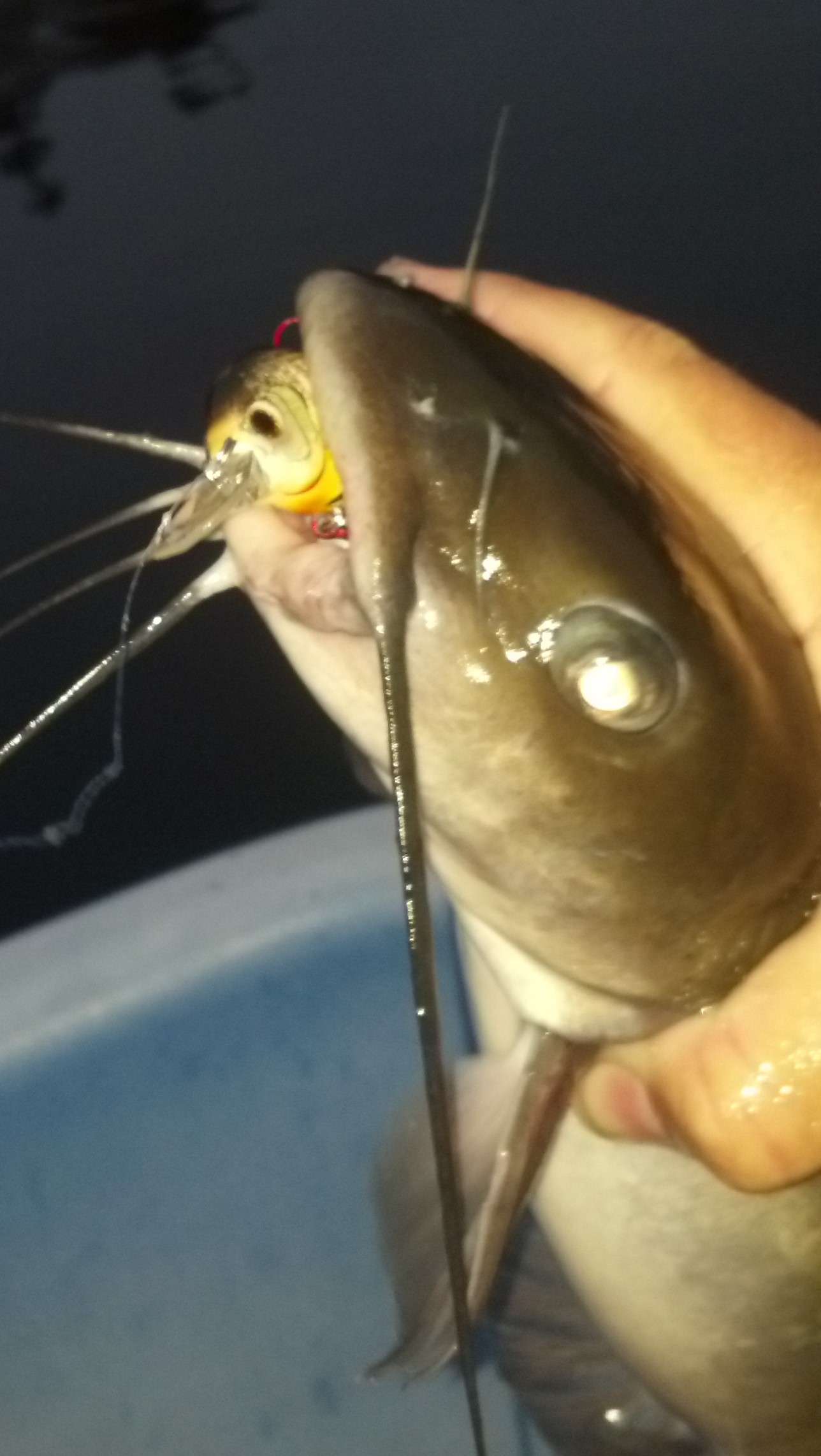 Catfish VS Lures - Other Fish Species - Bass Fishing Forums