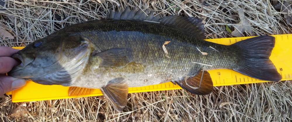 16inchsmallmouth.jpg