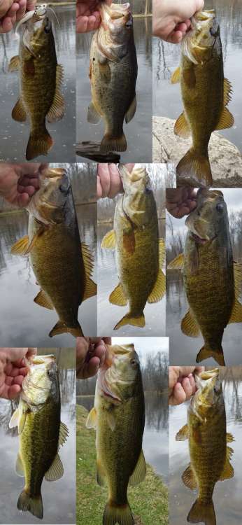 APR24bass.thumb.jpg.dc9caeef9750f19c0fa301bddb40faeb.jpg