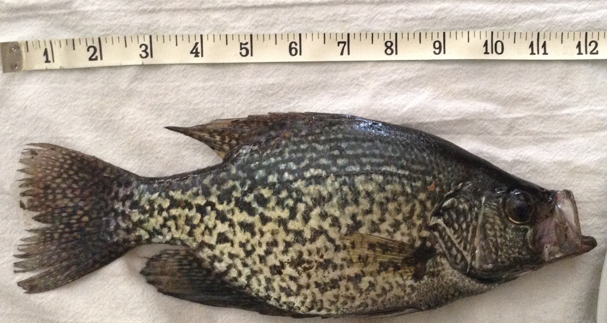 The Magic of Milford: Spring Crappie, White Bass Fishing in - Game & Fish