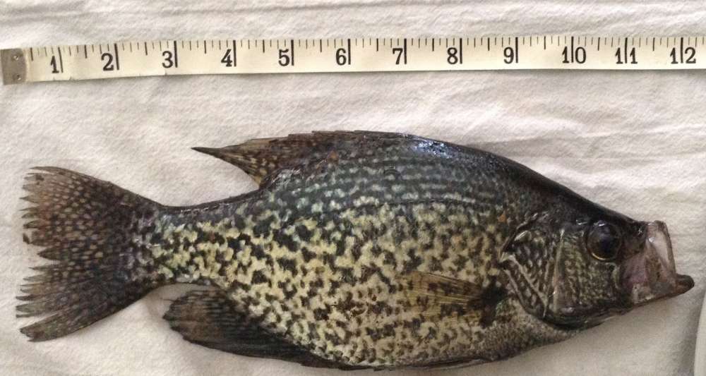 Crappie.jpg