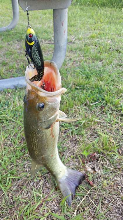 whopper-plopper.jpg