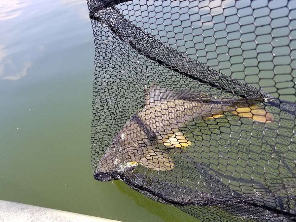 Carp.thumb.jpg.857289444b7efce2912726c370bf78fd.jpg