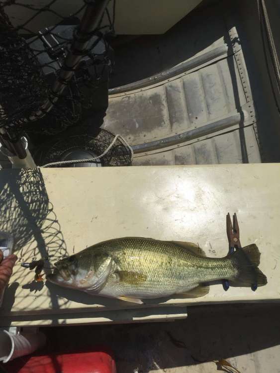 bass1.jpg