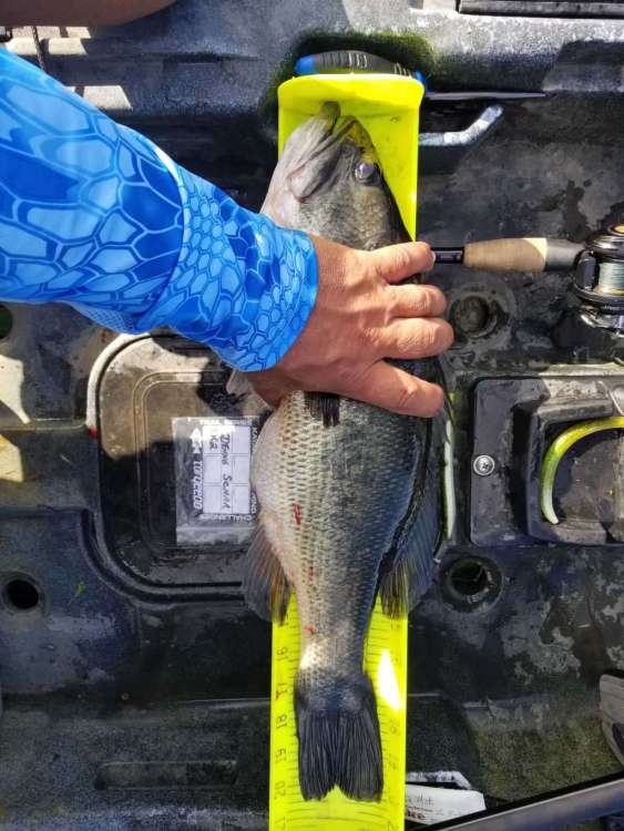 2005 lemont bass.jpg