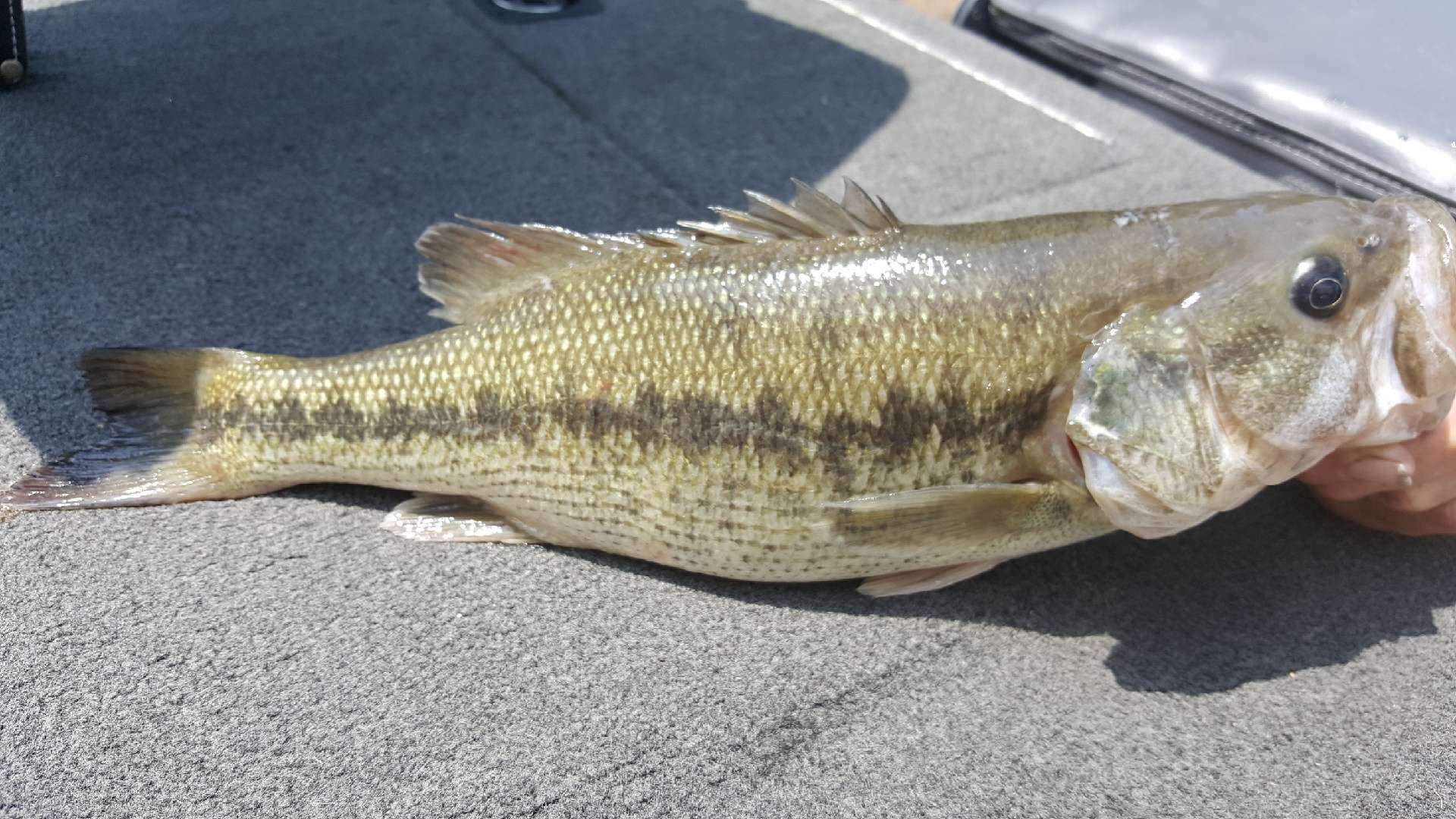 Lmb and striper bass hybrid? - General Bass Fishing Forum - Bass