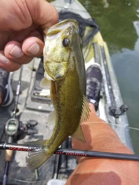 baby bass.jpg