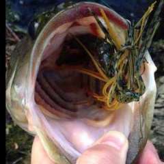 BASSnRacks