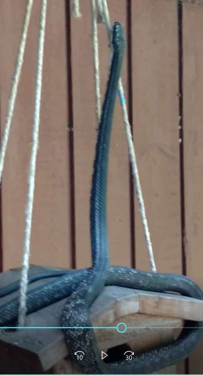 39758772_Snakeonbirdhouse.thumb.jpg.d3a82ef83ccf24401573d4cfe0855ac2.jpg