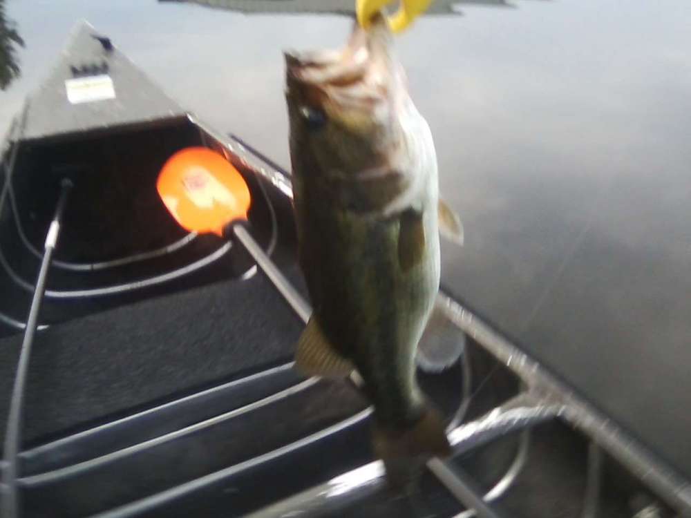 070618 Fish 1.jpg