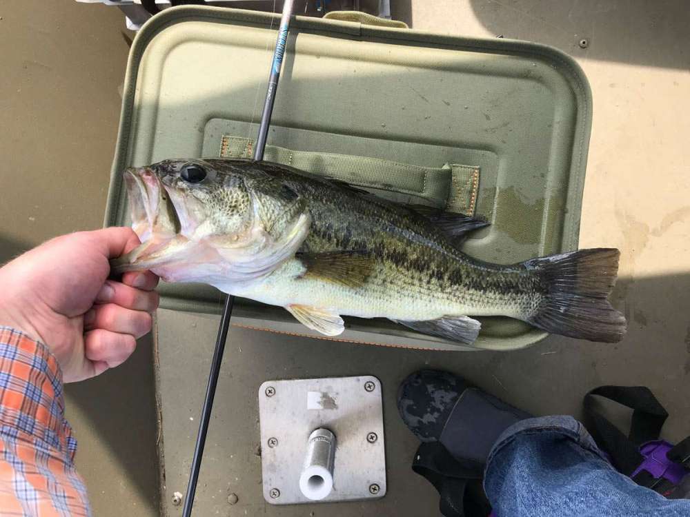 bigolebass.jpg
