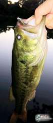 NewEnglandFishing