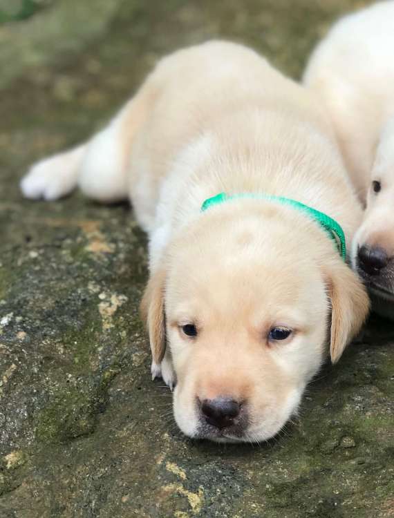 pup.jpg