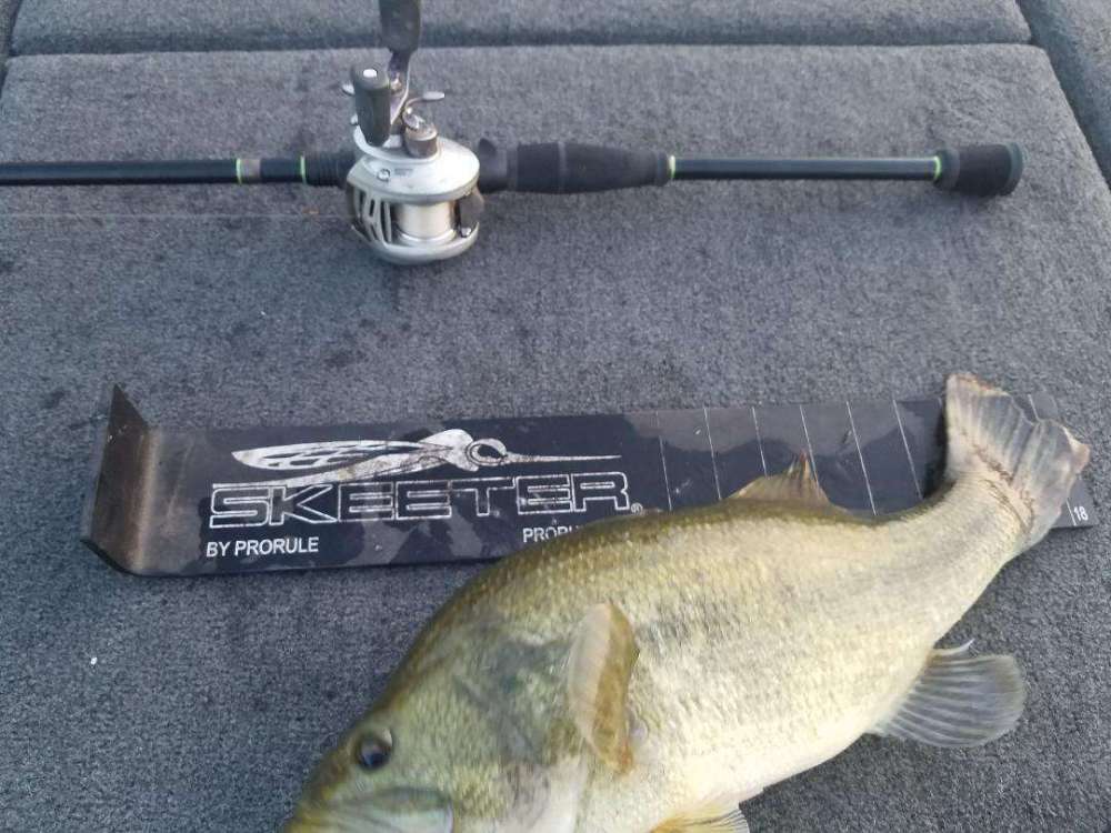 1bass.jpg