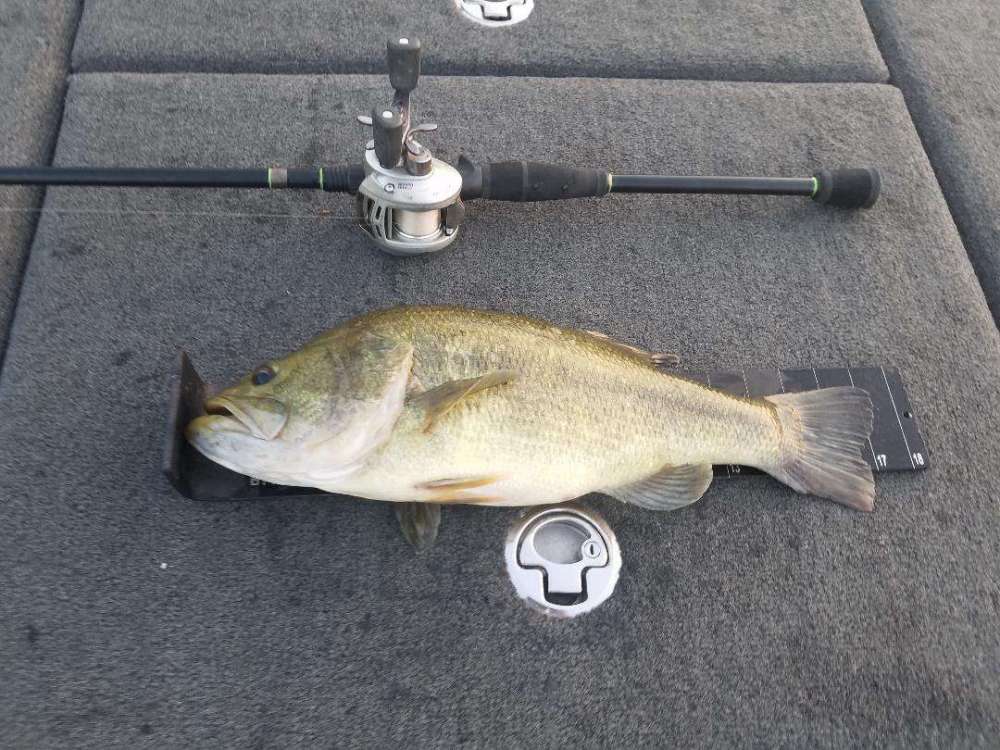 2bass.jpg