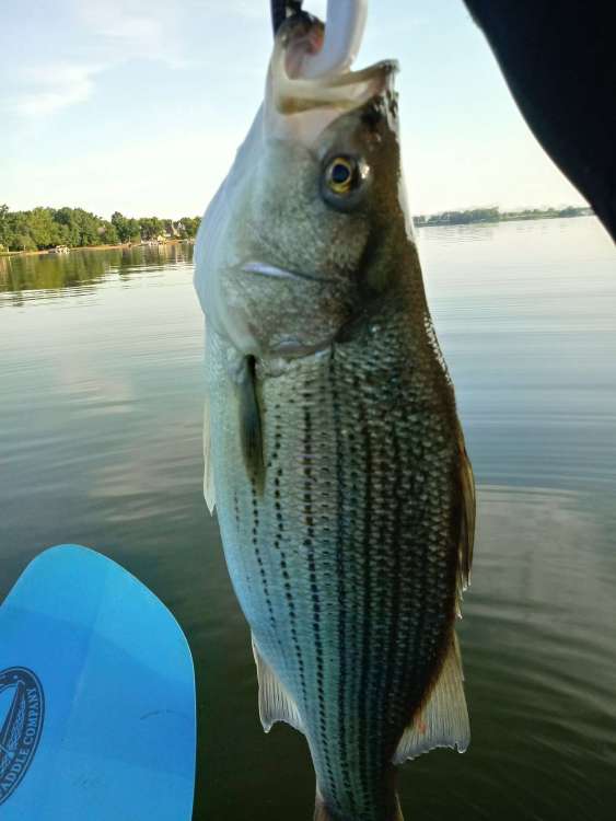 8.5lb wiper-.jpg