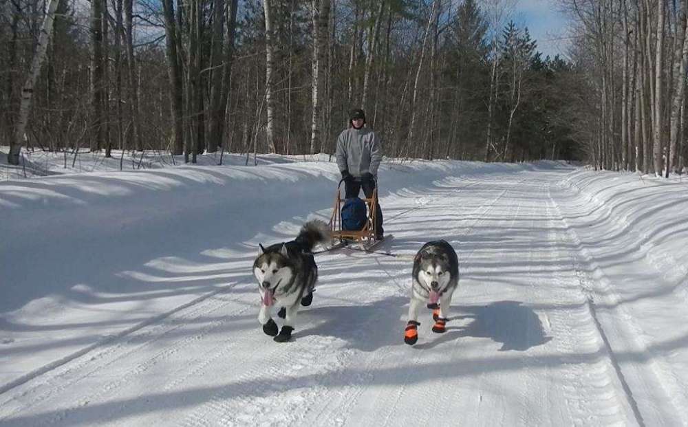 861590073_TuckerFenwaypullingsled.thumb.jpg.cf49d70002902dc8b4ecc5c4ab1fe84a.jpg