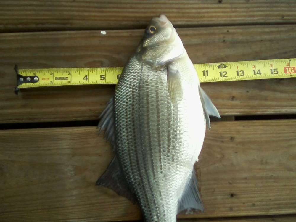 White Bass width.jpg