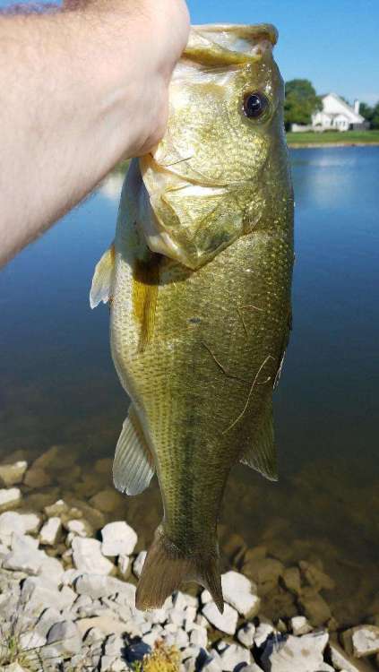 Fish 180904 2.jpg