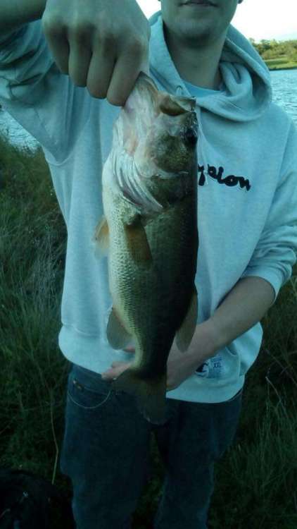 3LB Bass - Lake Ida.jpg