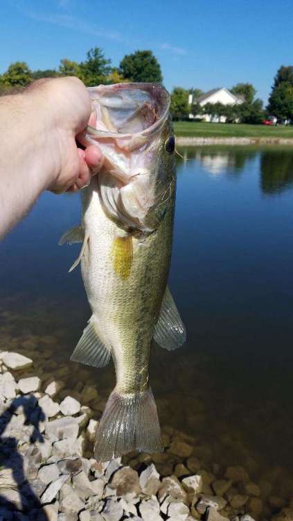 Fish 180904 1.jpg