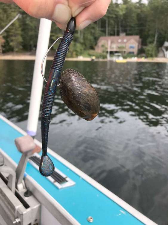 clam.jpg