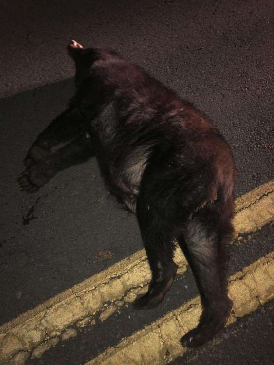 Bear1.jpg