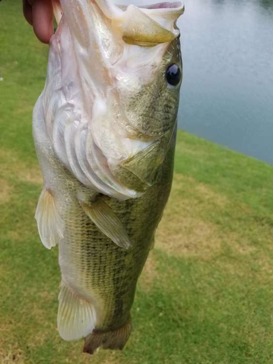 fish_36.jpg