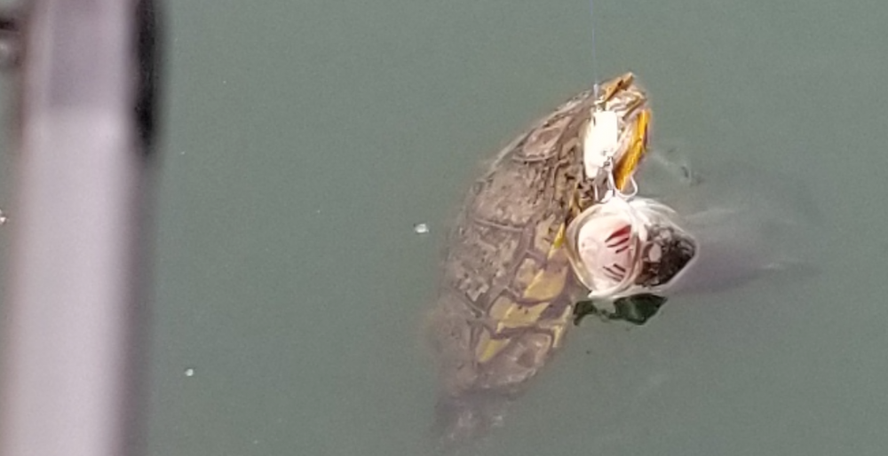 turtle_bass_zoom.png