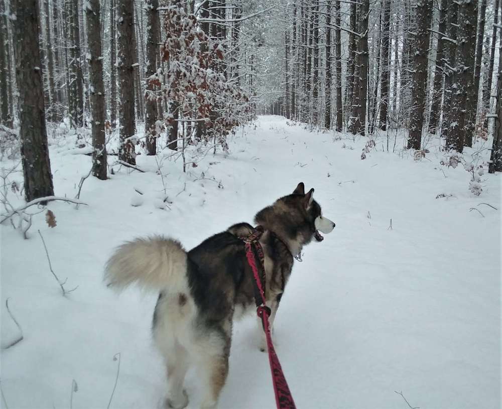 1002250489_Tuckernovsnowtrail.thumb.jpg.1507eff303f877817bed9394c192010a.jpg
