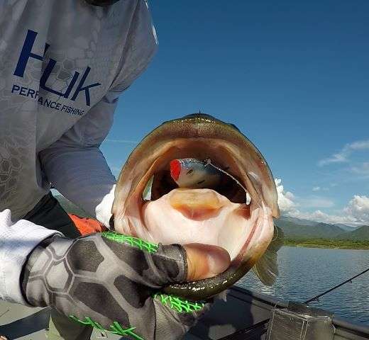 1525667318_SwimbaitGonecroppedBR.png.cd1ad01aafa84a83a8f8a581ac05ff14.png