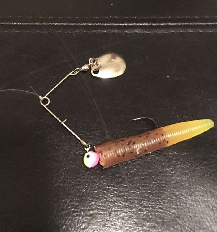 smouth spinnersm.jpg