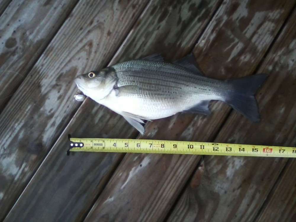 fat white 1.jpg